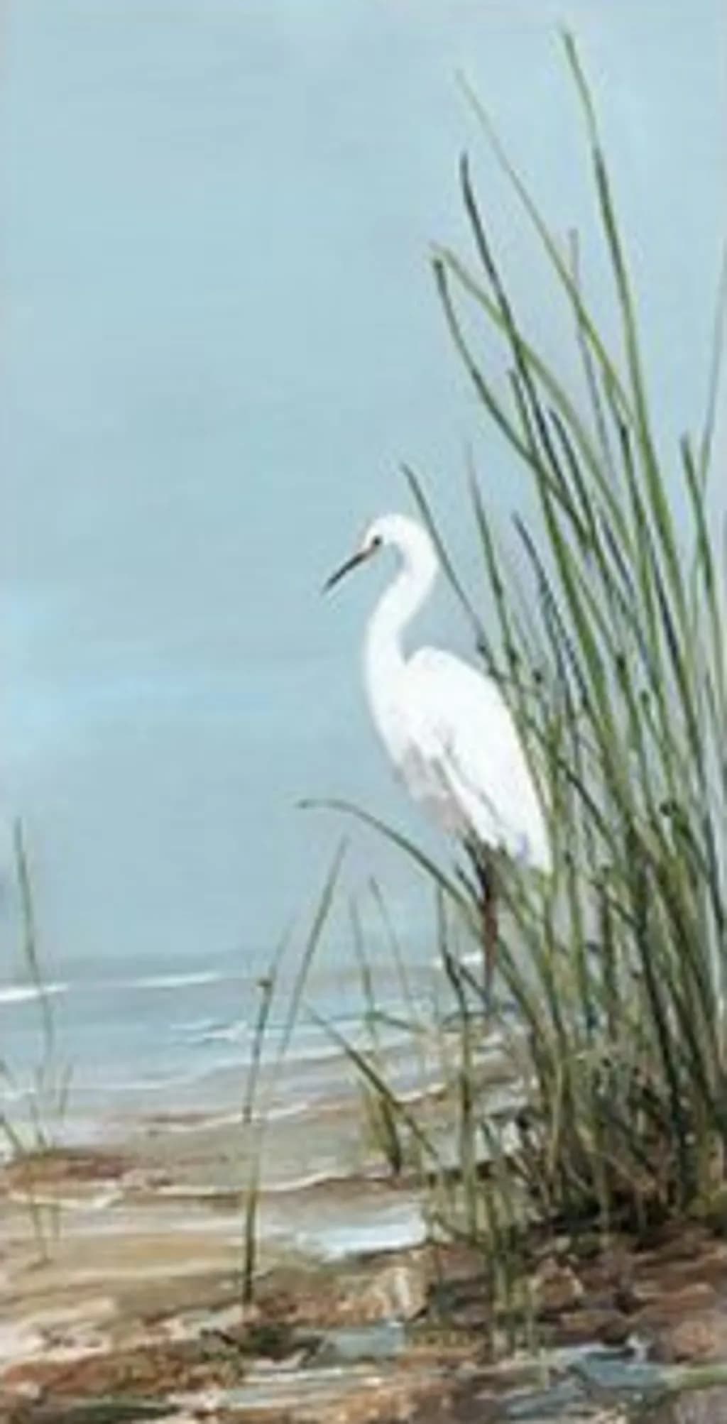 Shoreline Egret