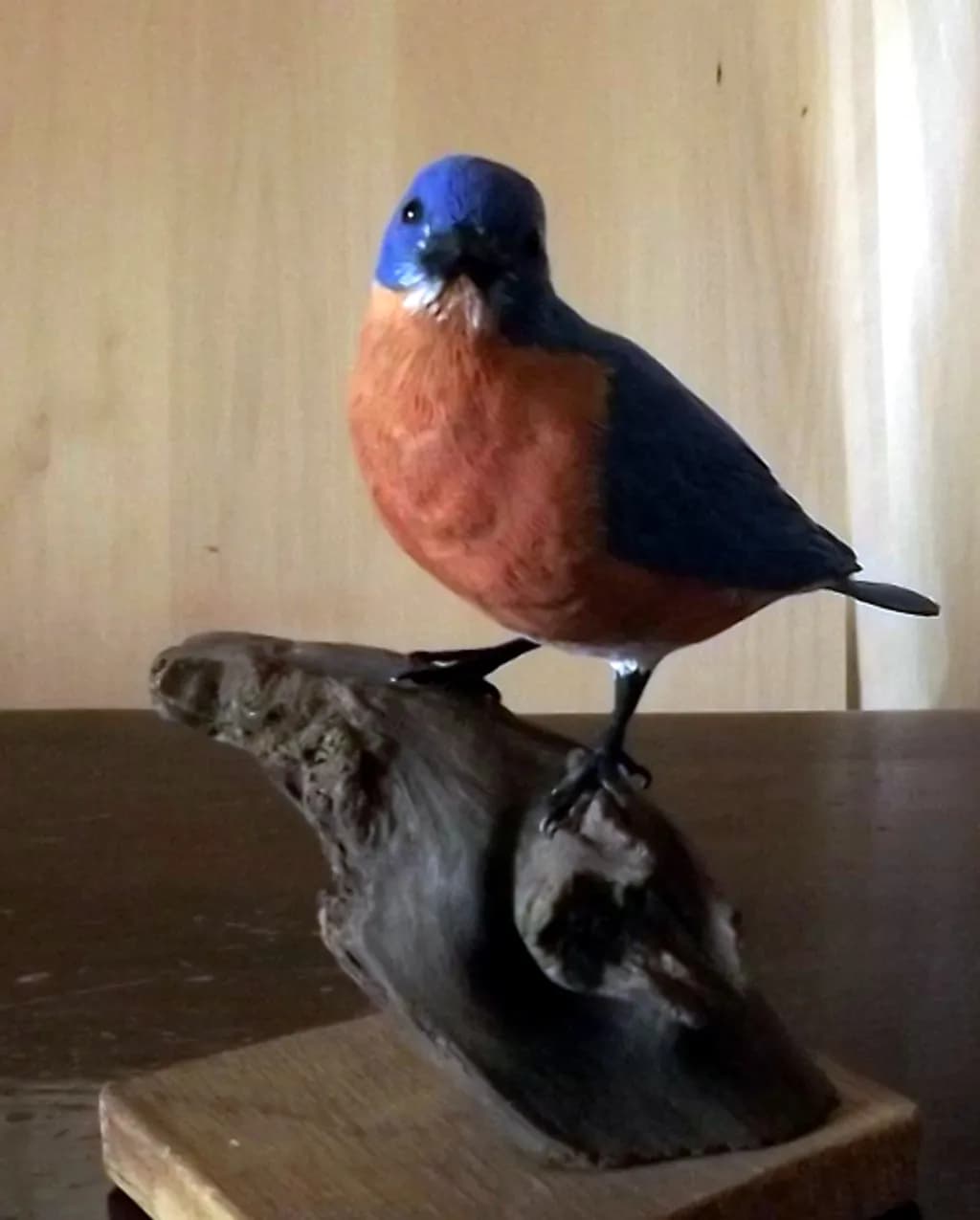 Bluebird on Driftwood