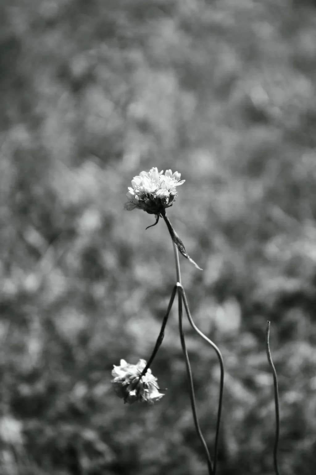 Delicate Wildflowers