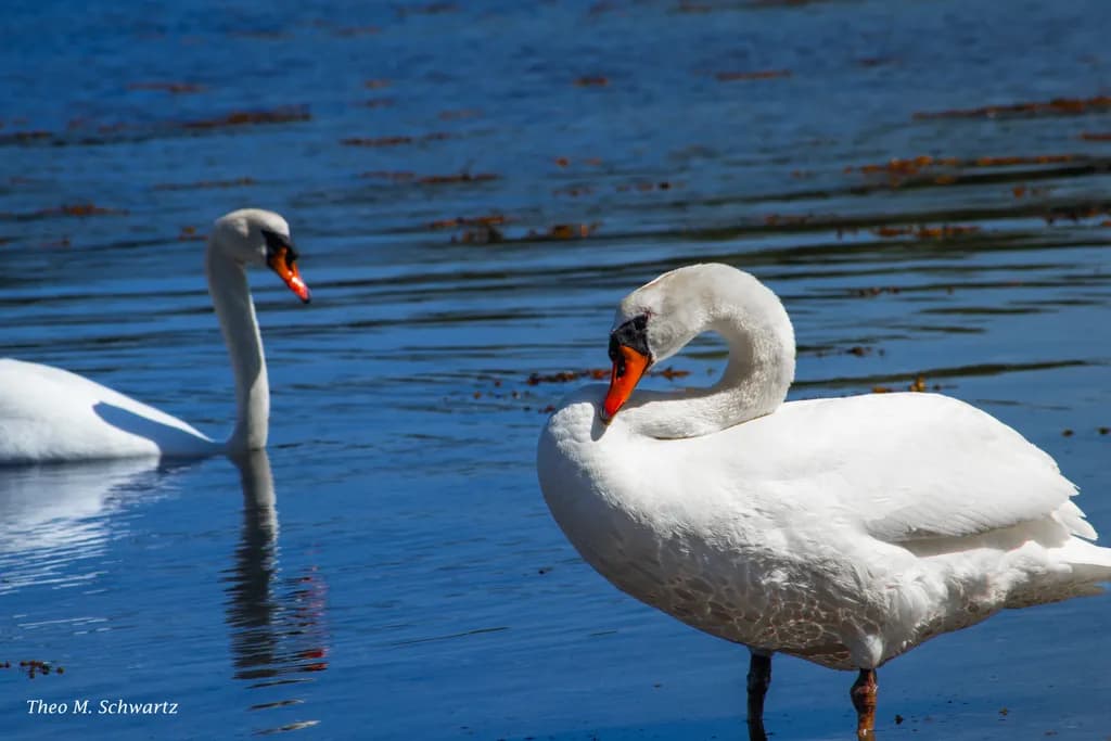 Swan Reflection
