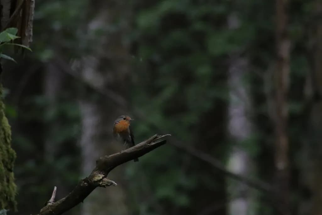 Forest Bird Perch