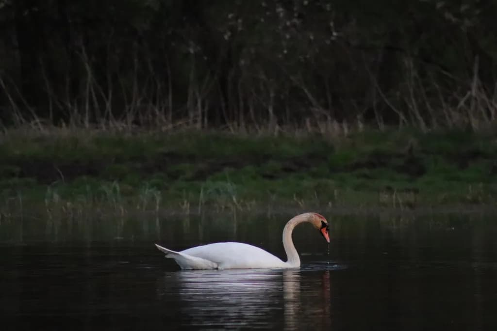 Swan on Water