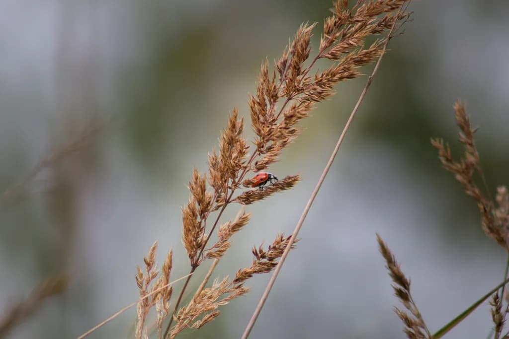 Ladybug on Grass