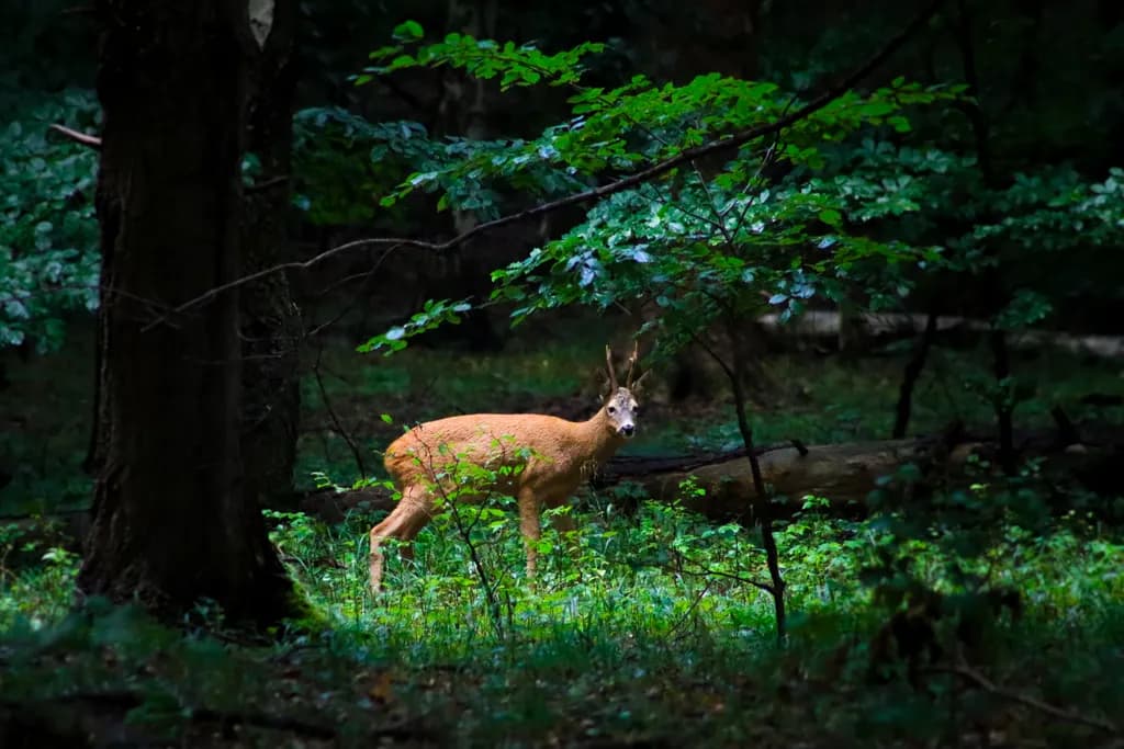 Forest Deer Glimpse