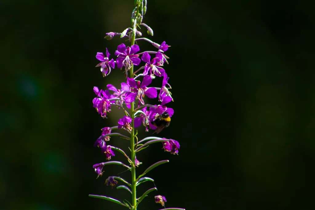 Purple Flower with Bee