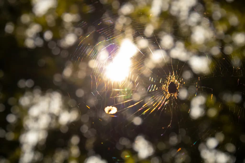 Sunlit Spider Web