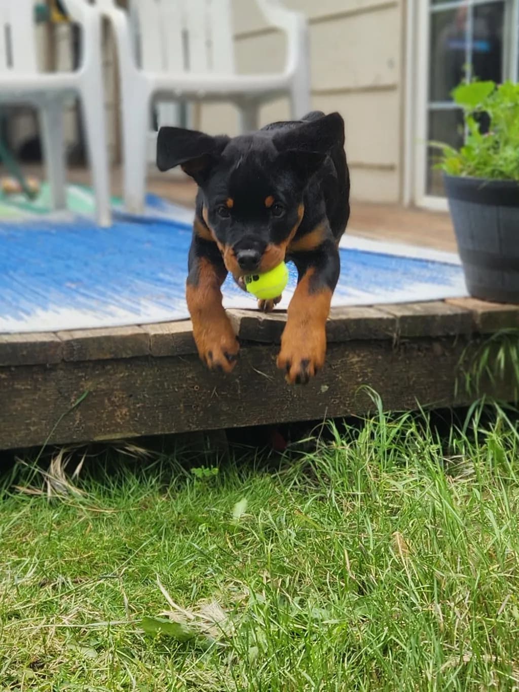 Puppy Fetch in Grass