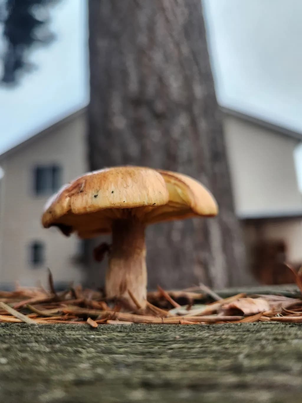 Mushroom and Pine Needles