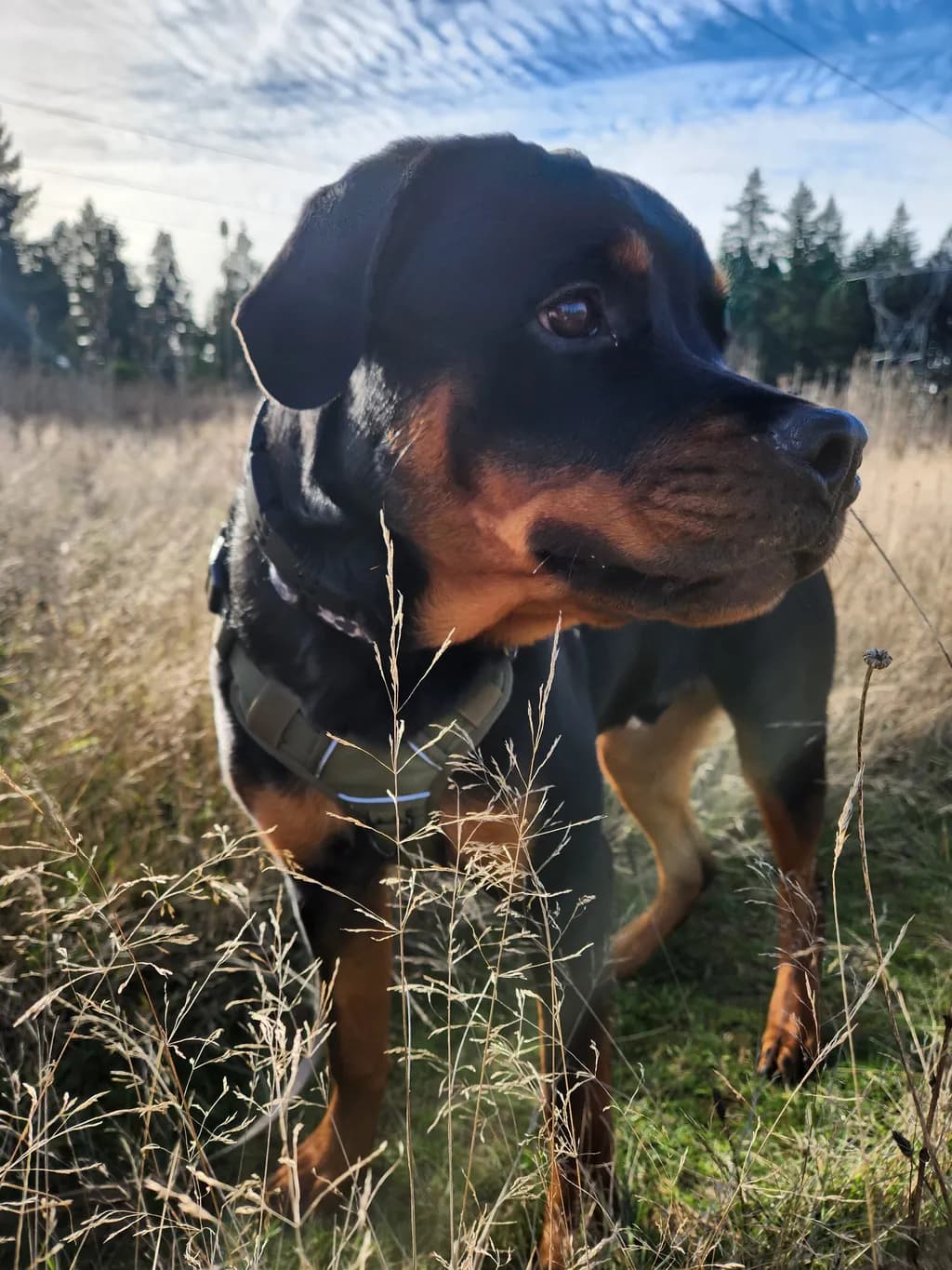 Rottweiler in Field