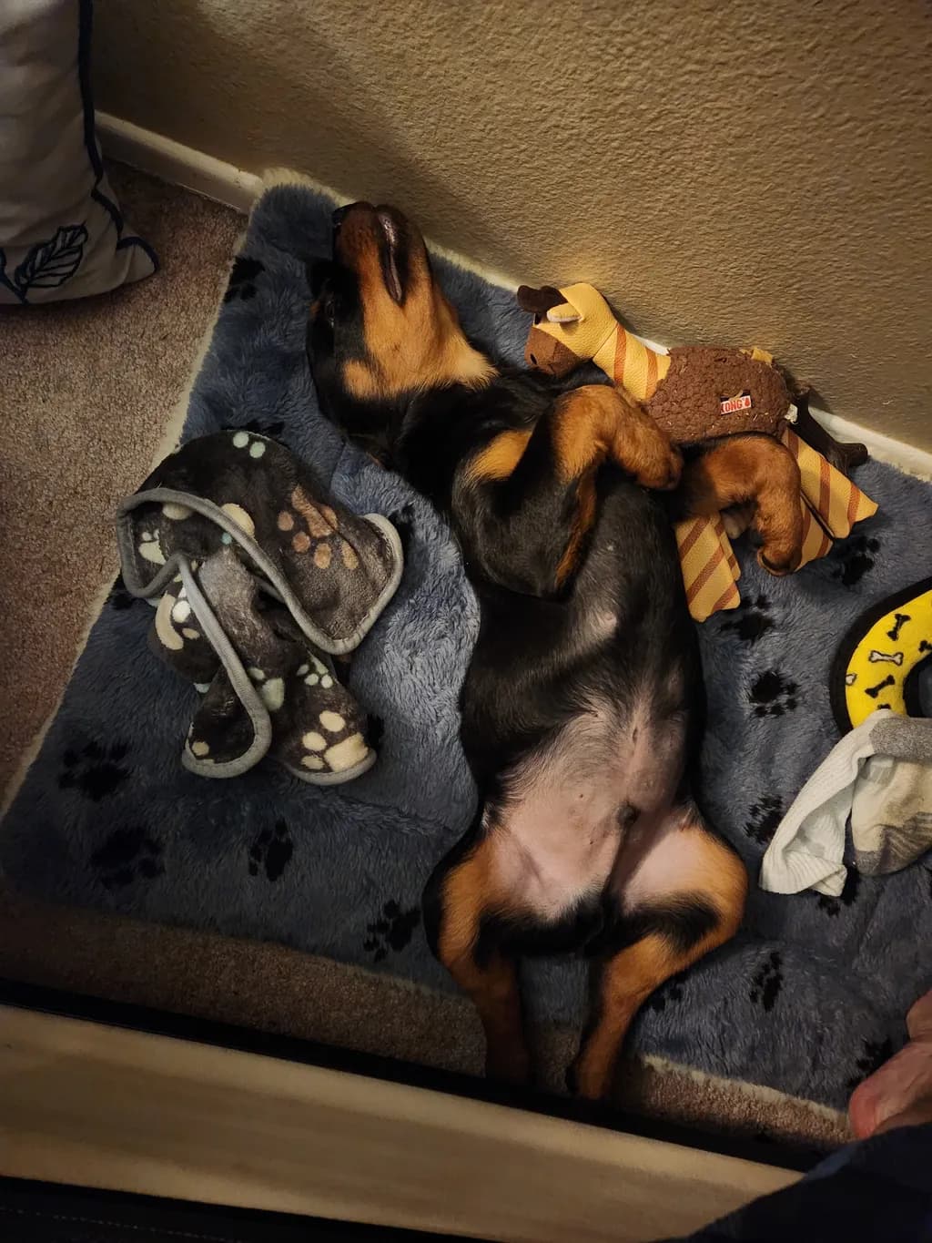 Sleeping Puppy Comfort