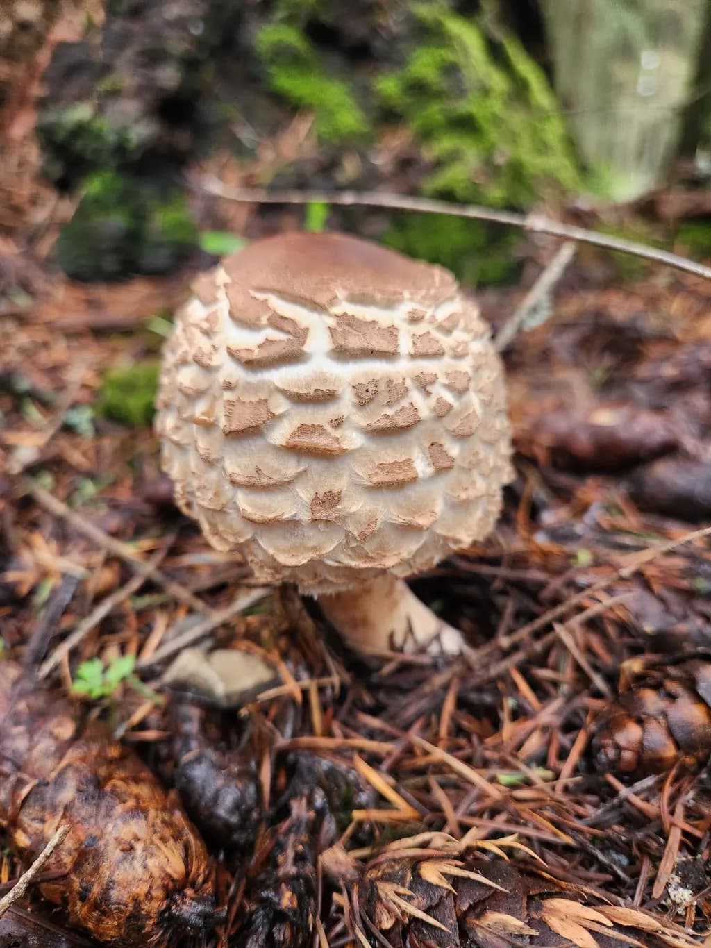 Forest Mushroom Texture