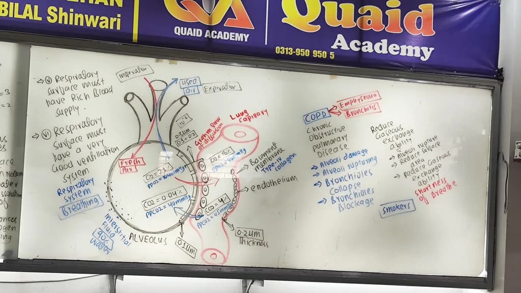 Respiratory System Diagram