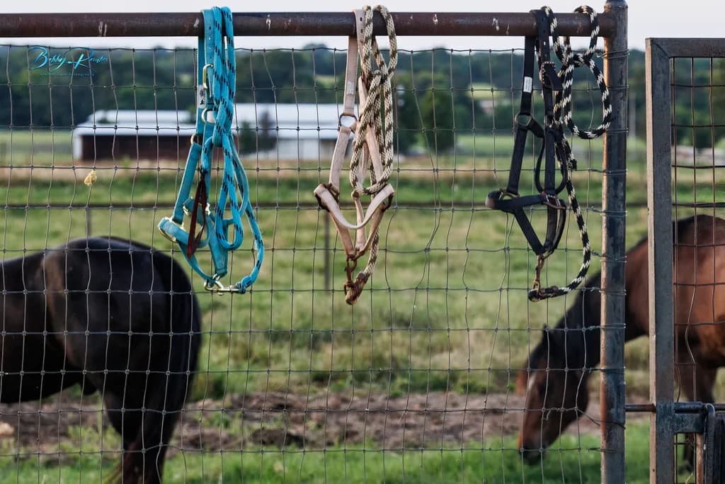 Haltered Horses