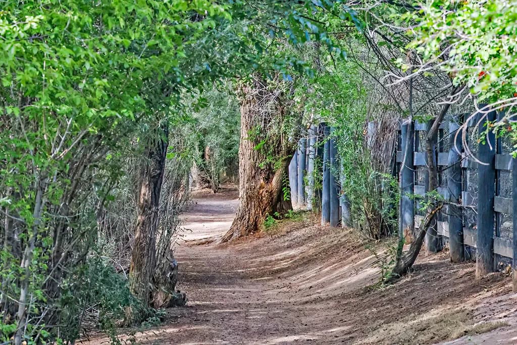 Forest Trail Fence