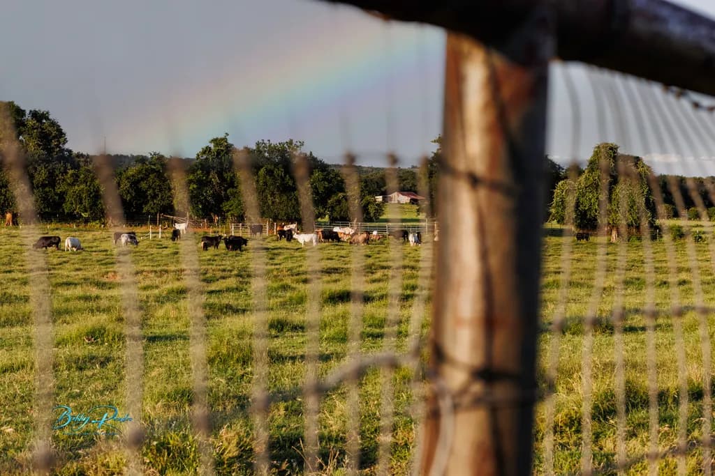 Rainbow Over Pasture