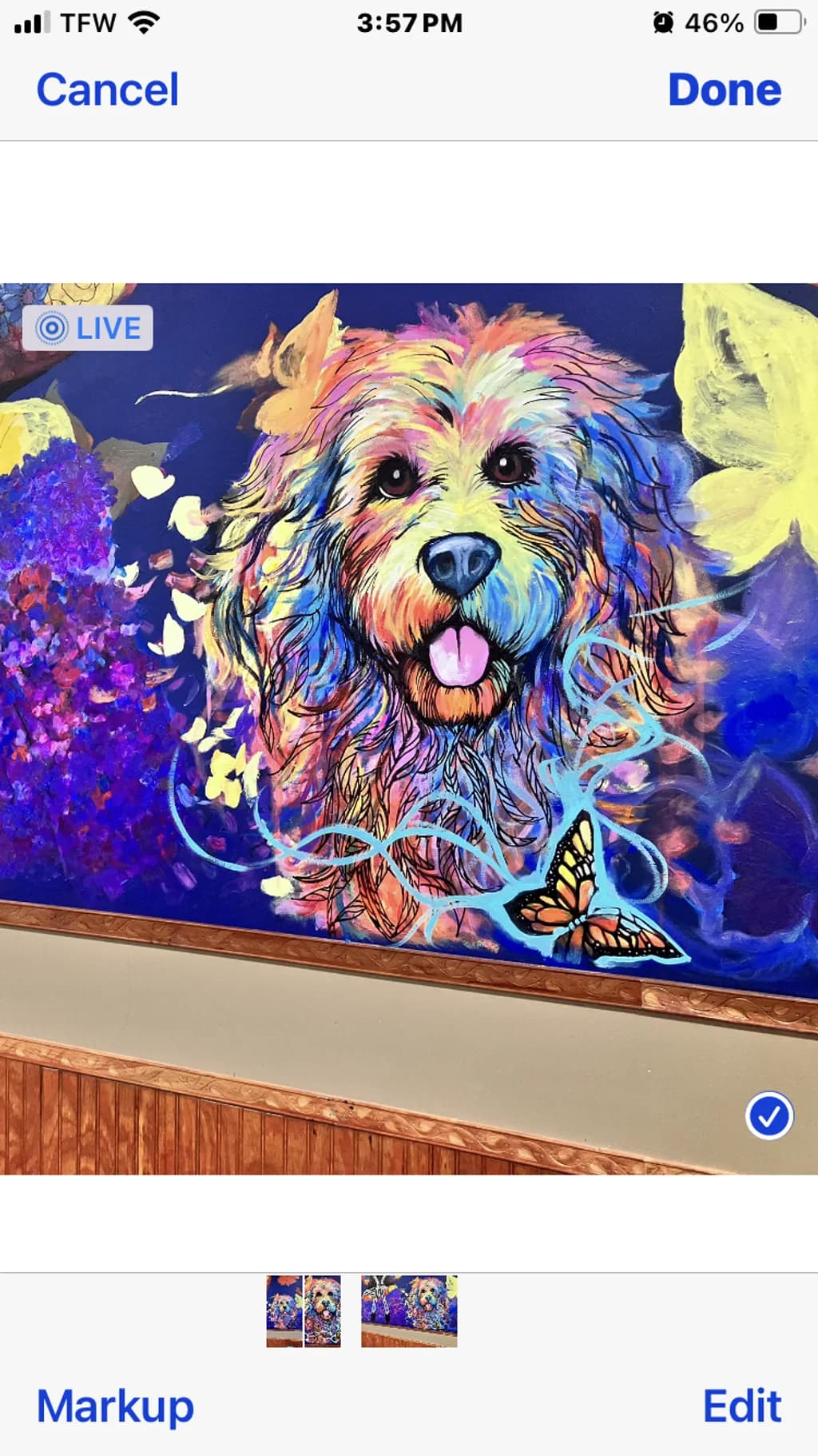 Colorful Dog and Butterfly