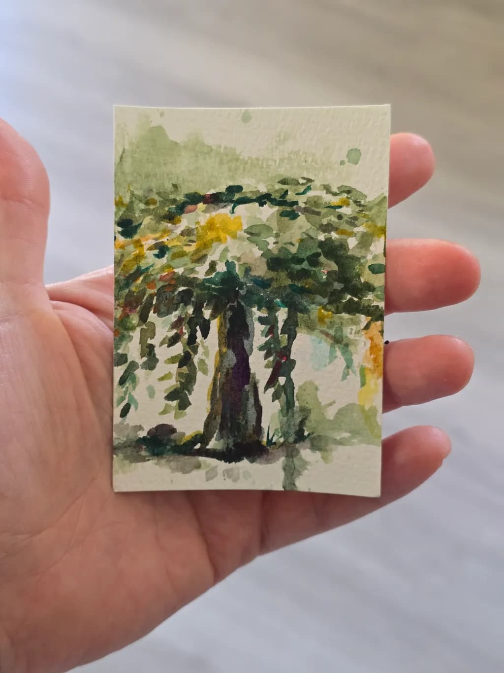 Lush Tree Canopy