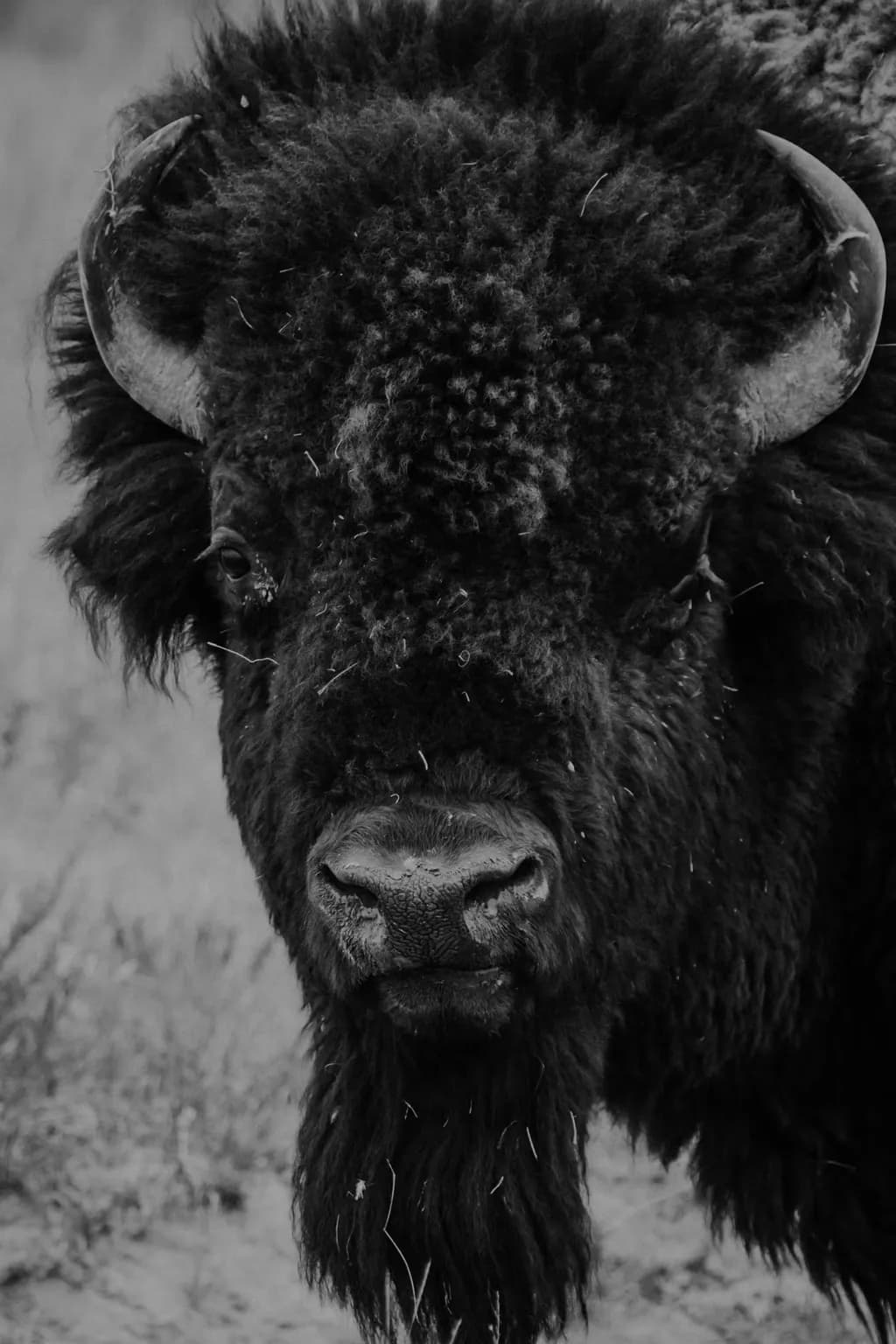 Bison Gaze