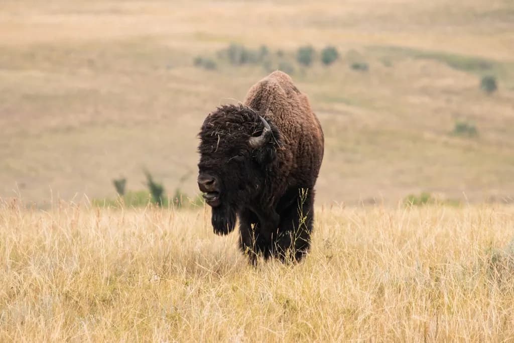 Bison on the Prairie