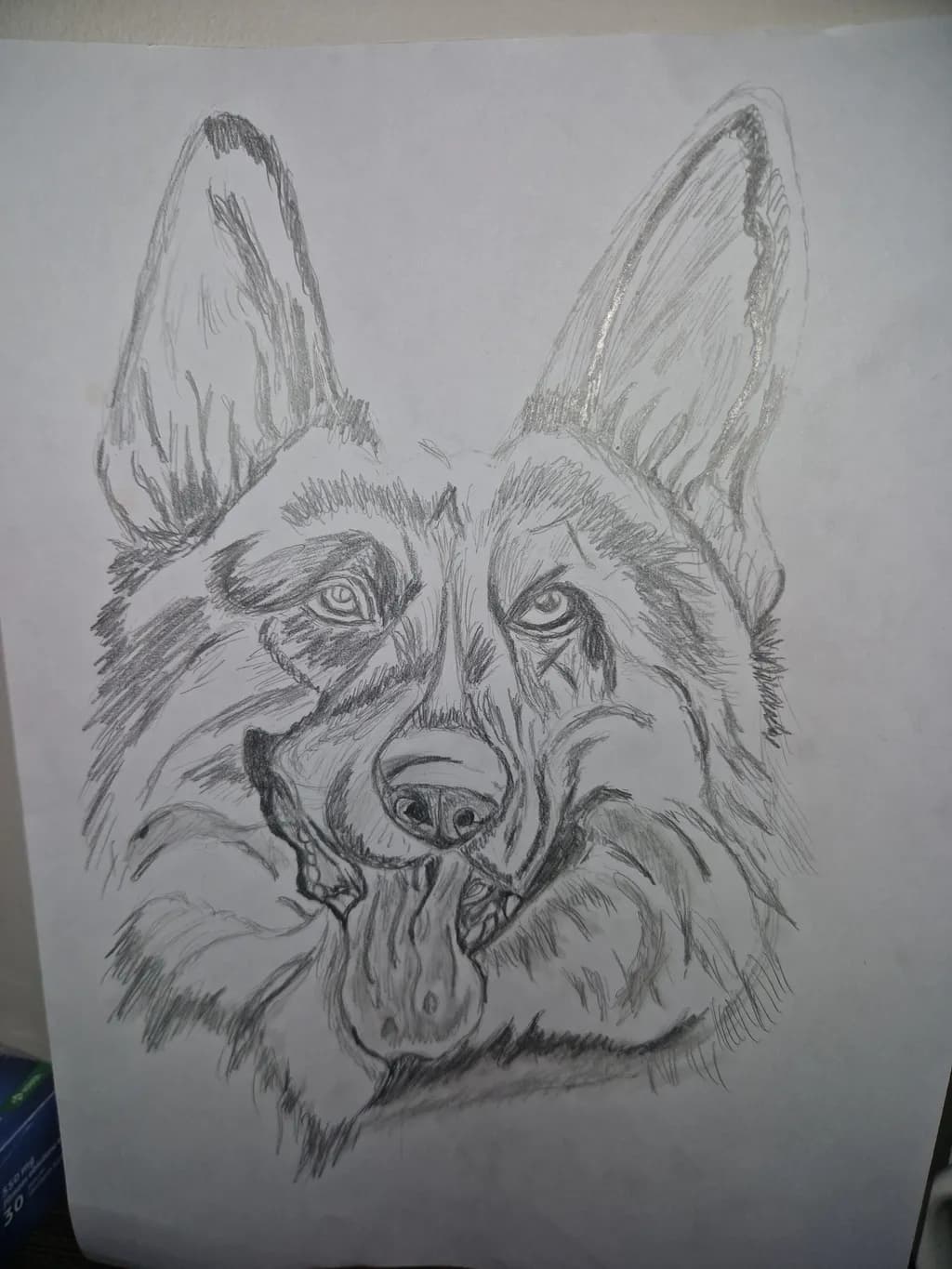 German Shepherd Portrait