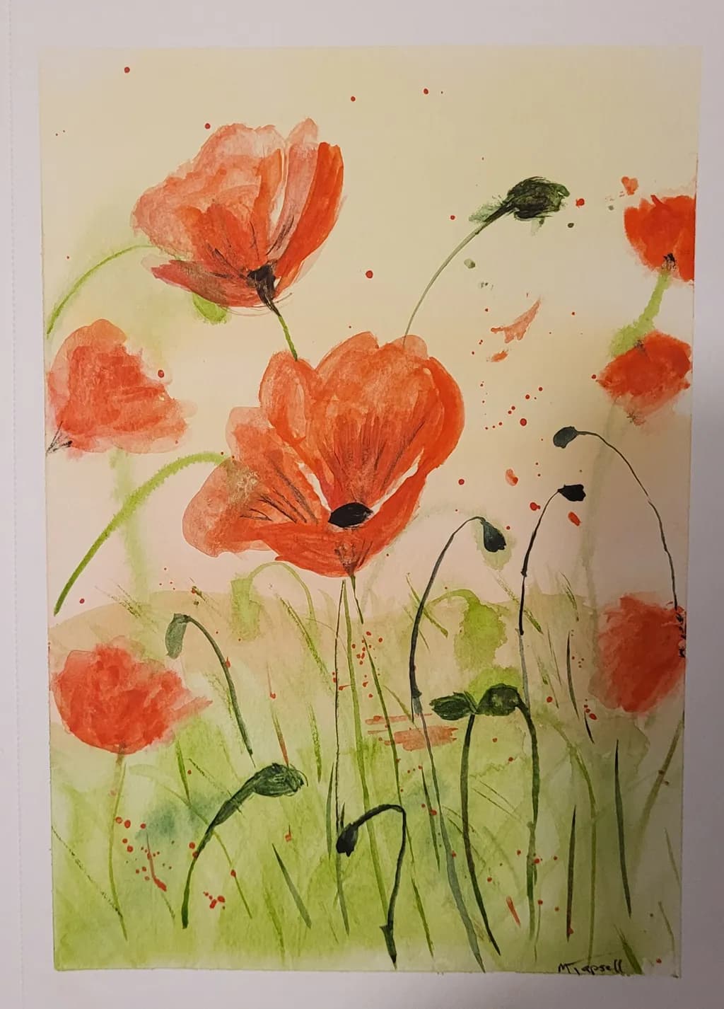 Wild Poppies in Bloom