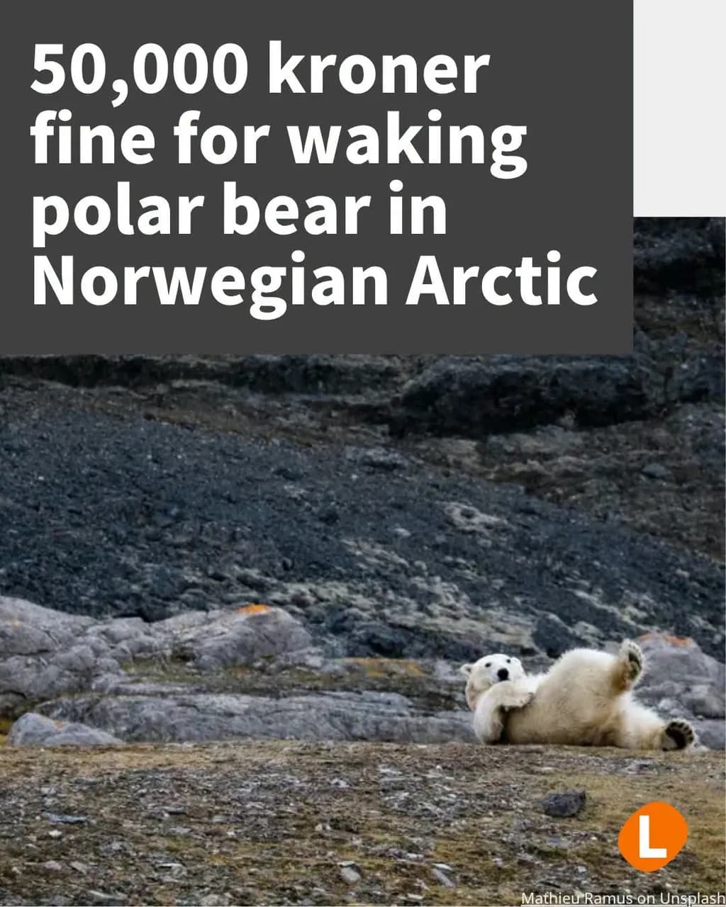 Polar Bear Arctic Rest