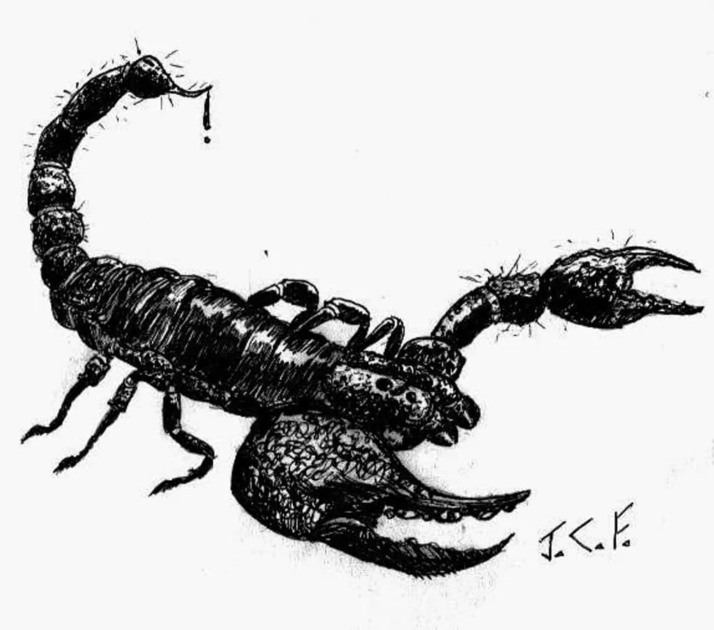 Ink Scorpion Illustration