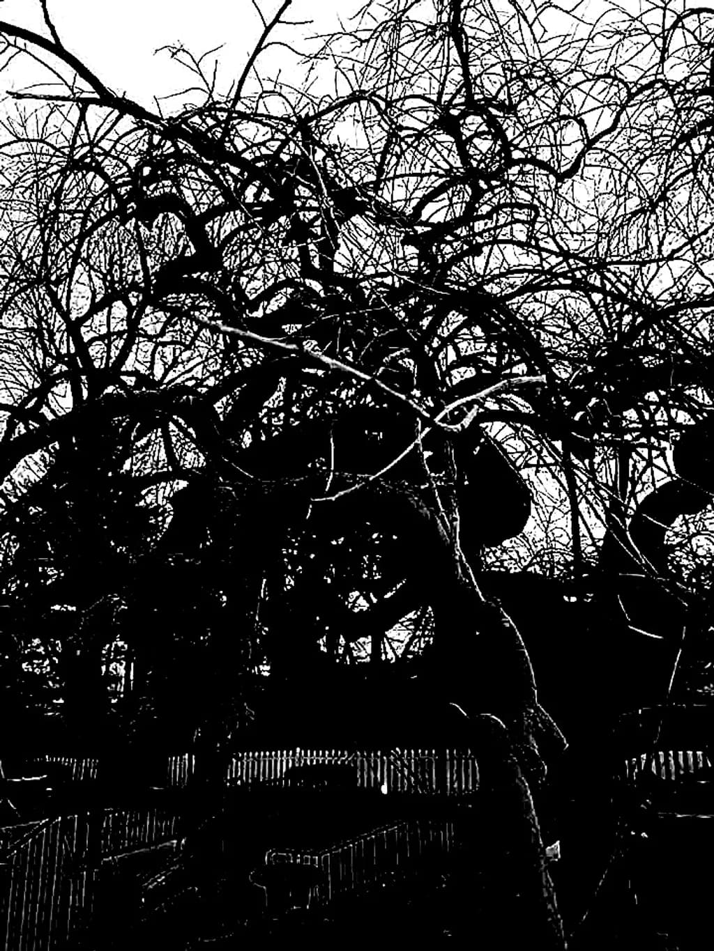 Tree Branches Silhouette