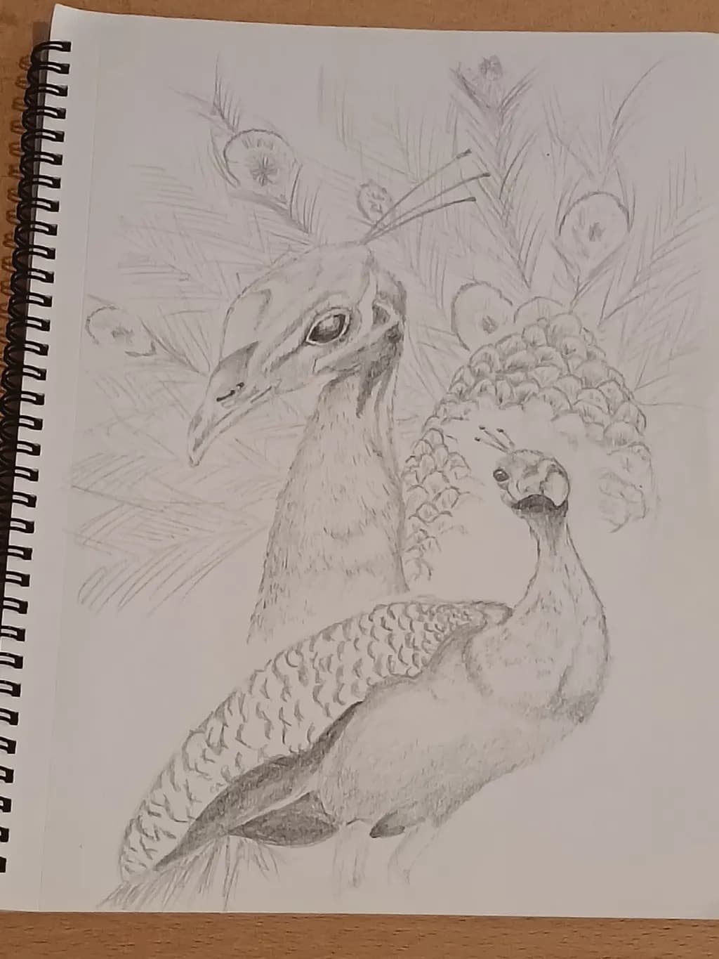 Peacock Duo Sketch