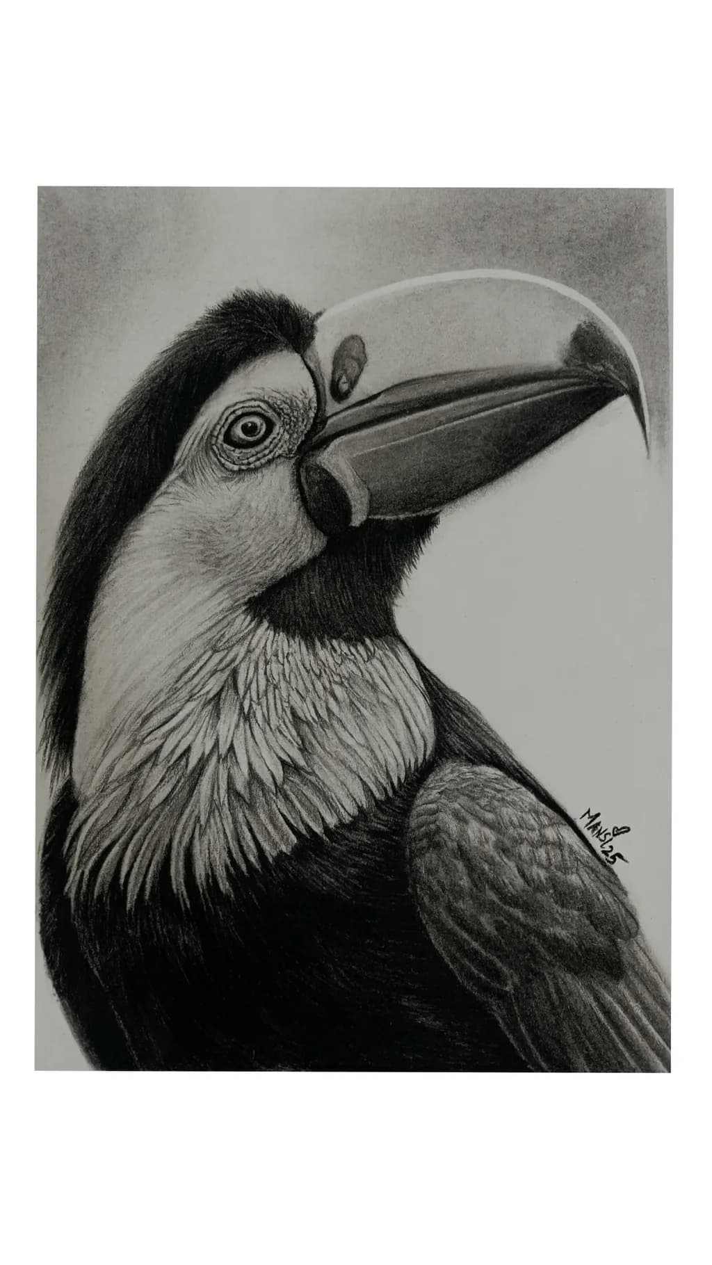 Toucan Profile