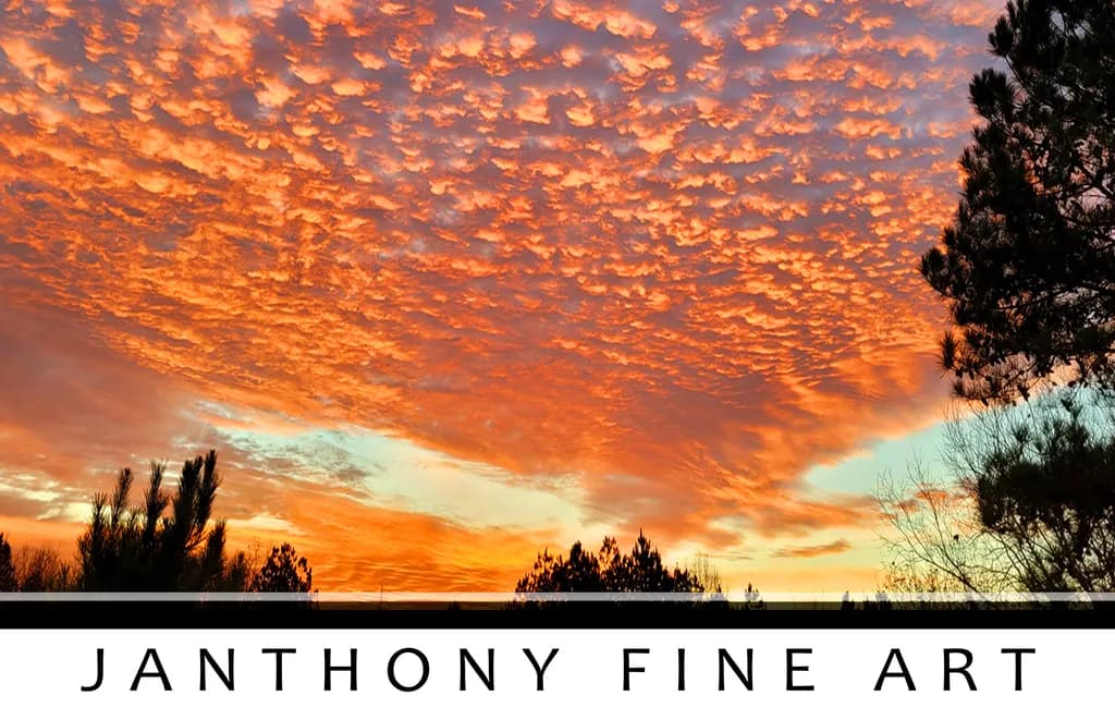 Red Sunset Over Trees