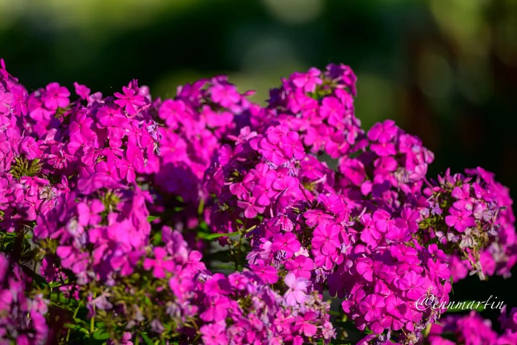 Magenta Phlox Cluster