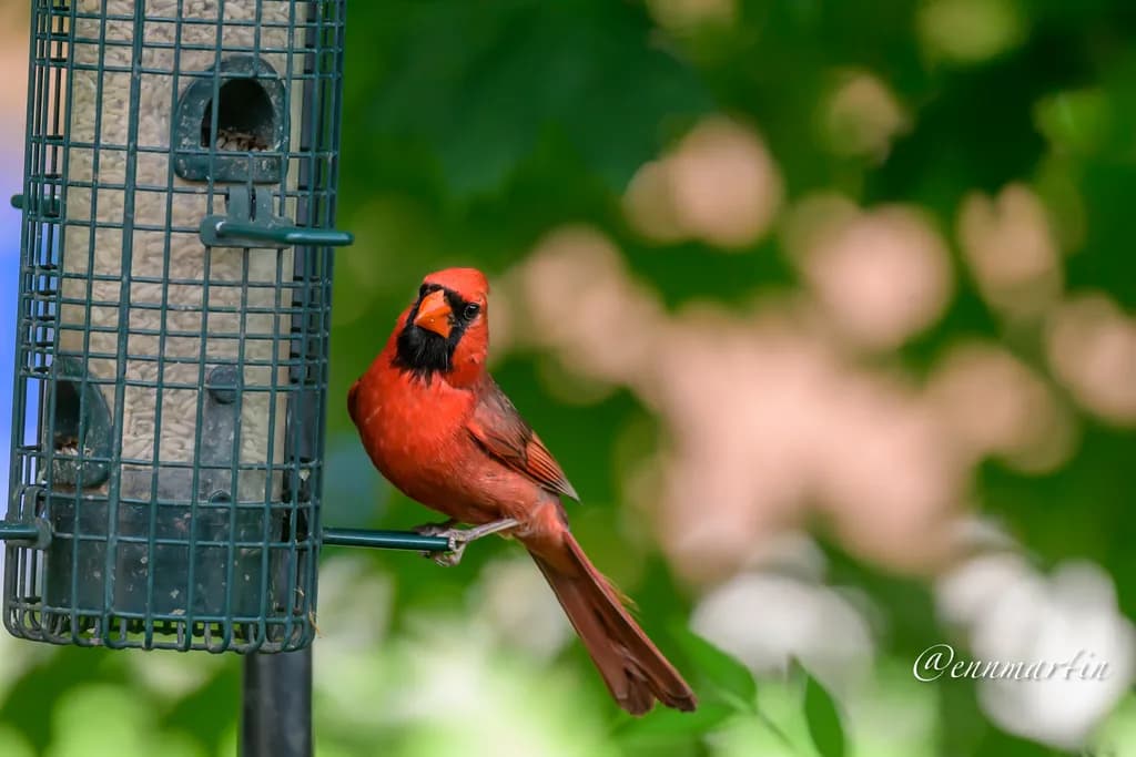 Cardinal on Feeder