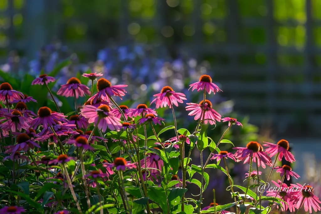 Purple Coneflowers Garden