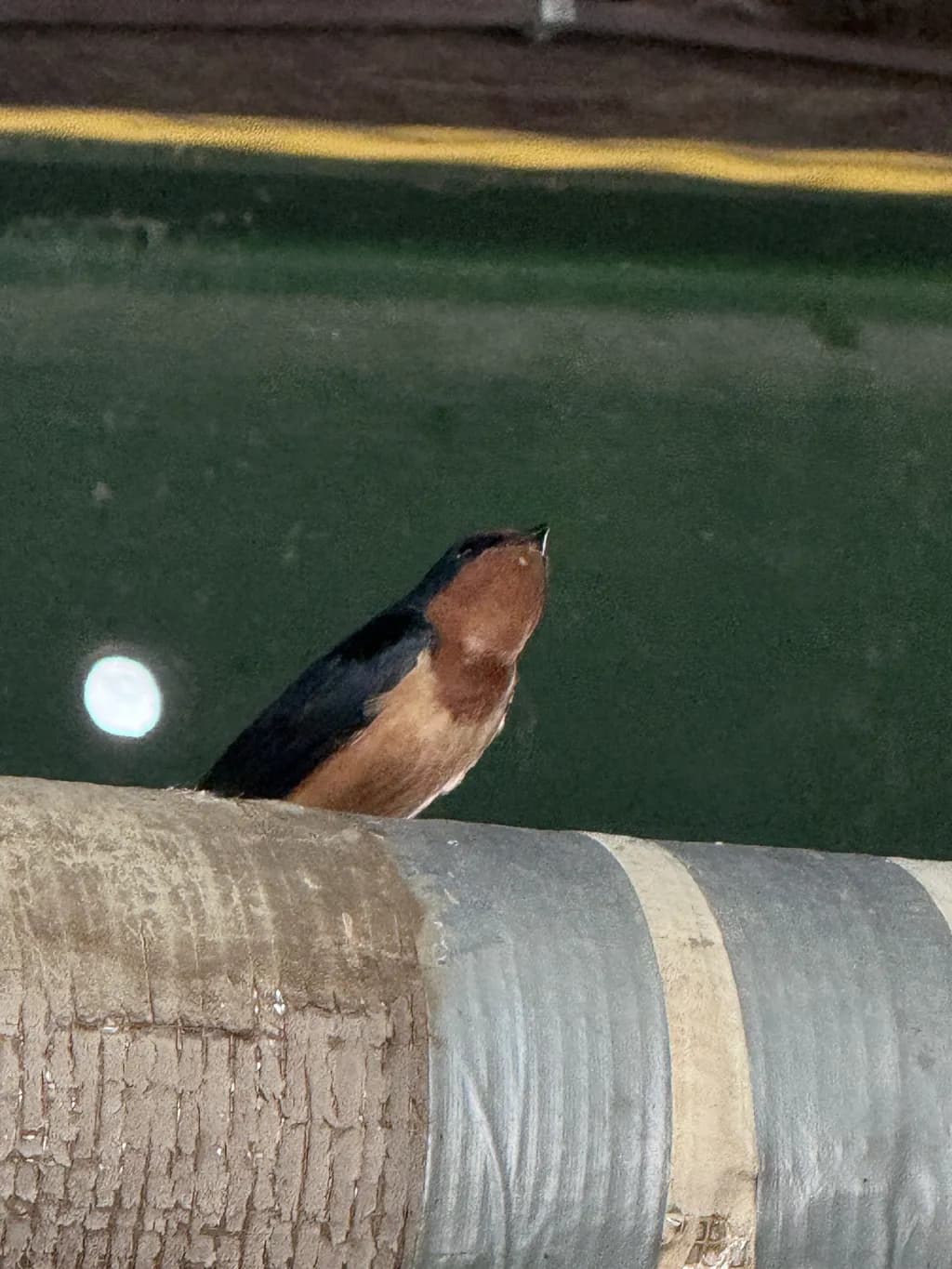 Perched Swallow