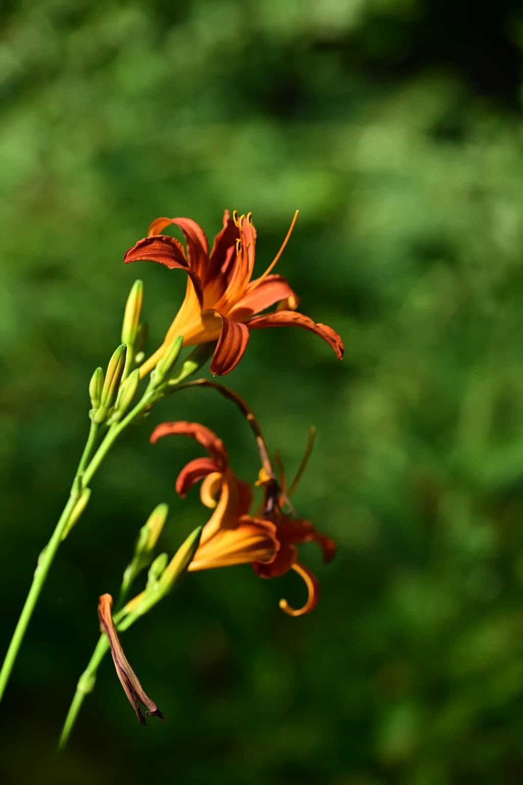 Orange Daylilies