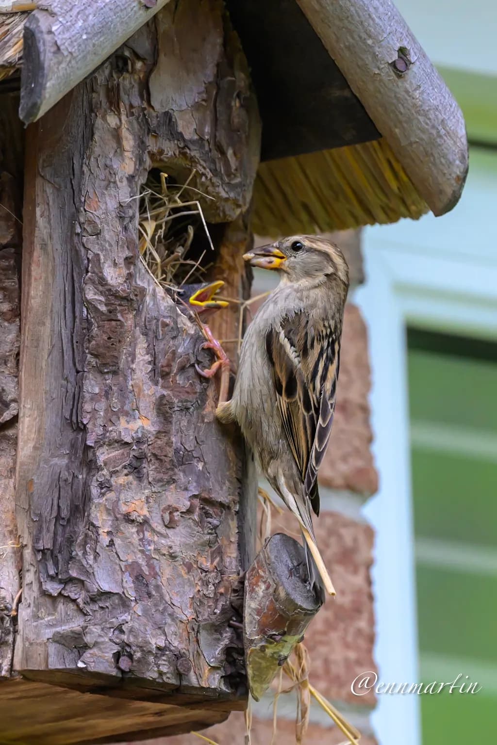 Birdhouse Feeding