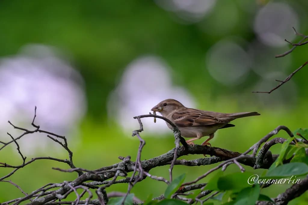 Sparrow on Branch