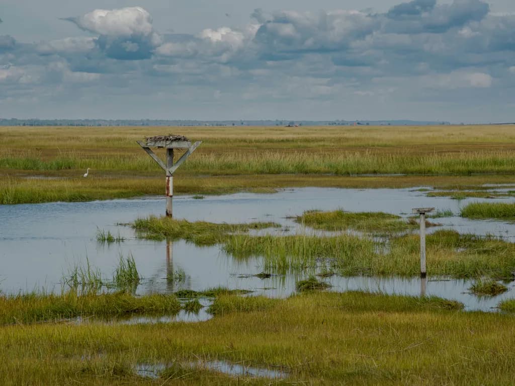 Marsh Sentinel