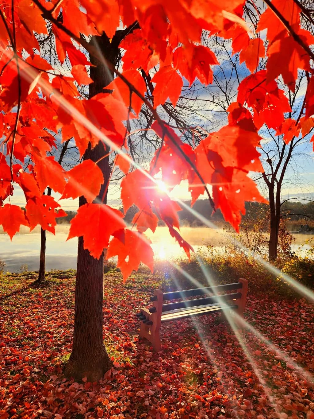 Autumn Leaves and Bench