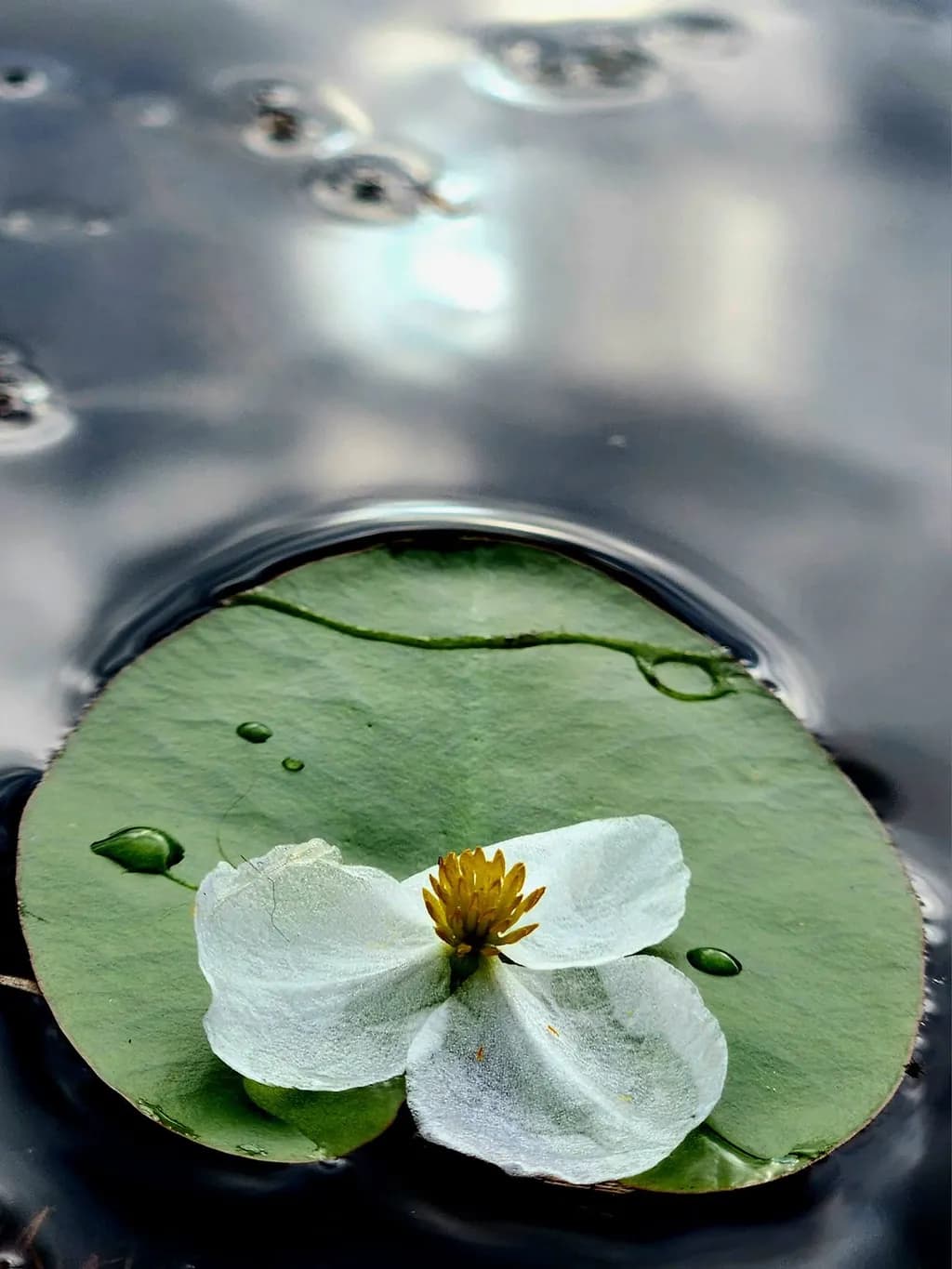 Water Lily Reflection