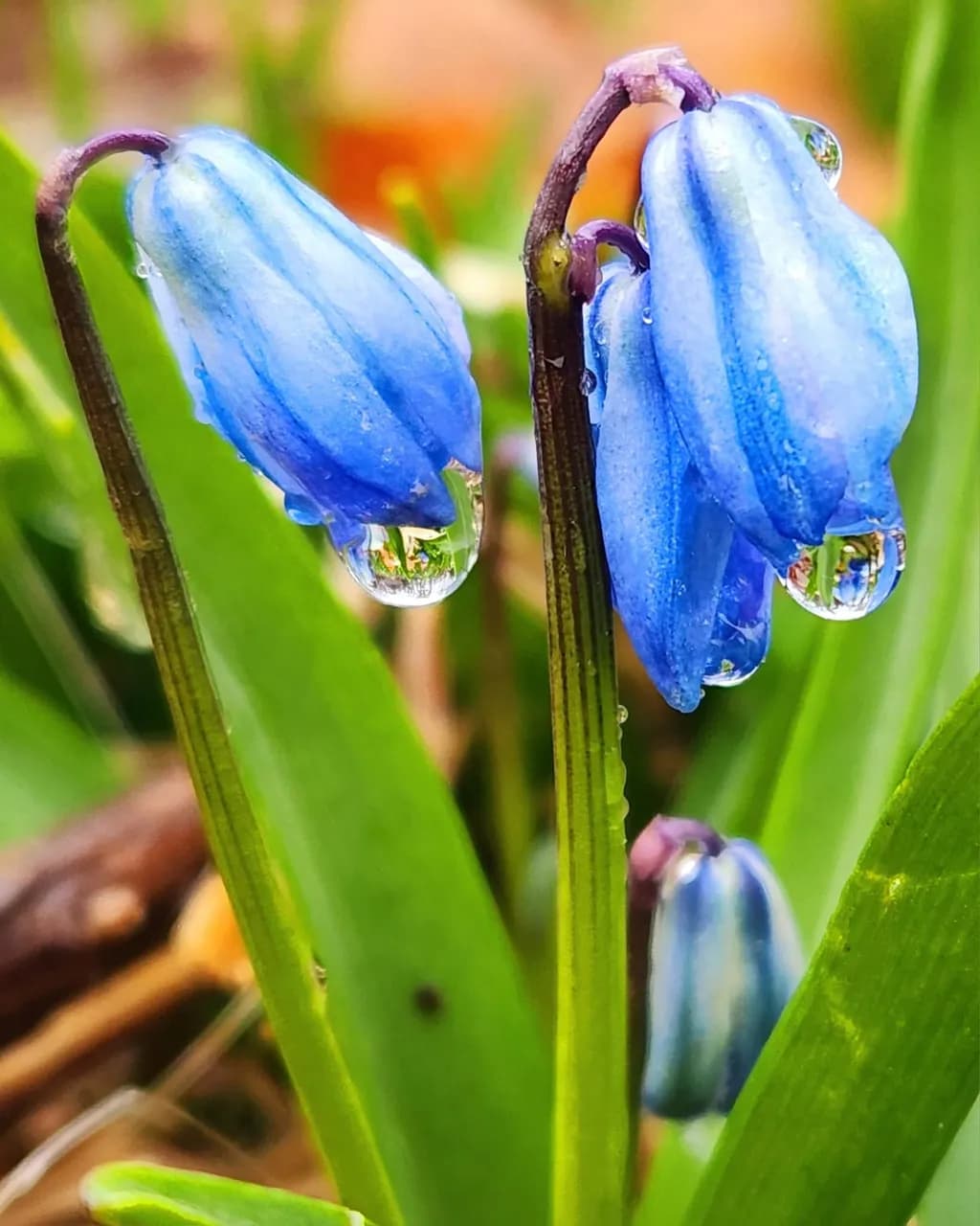Bluebell Droplets