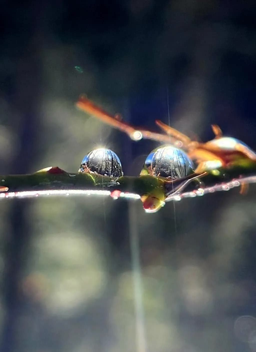 Dew Drops on Stem