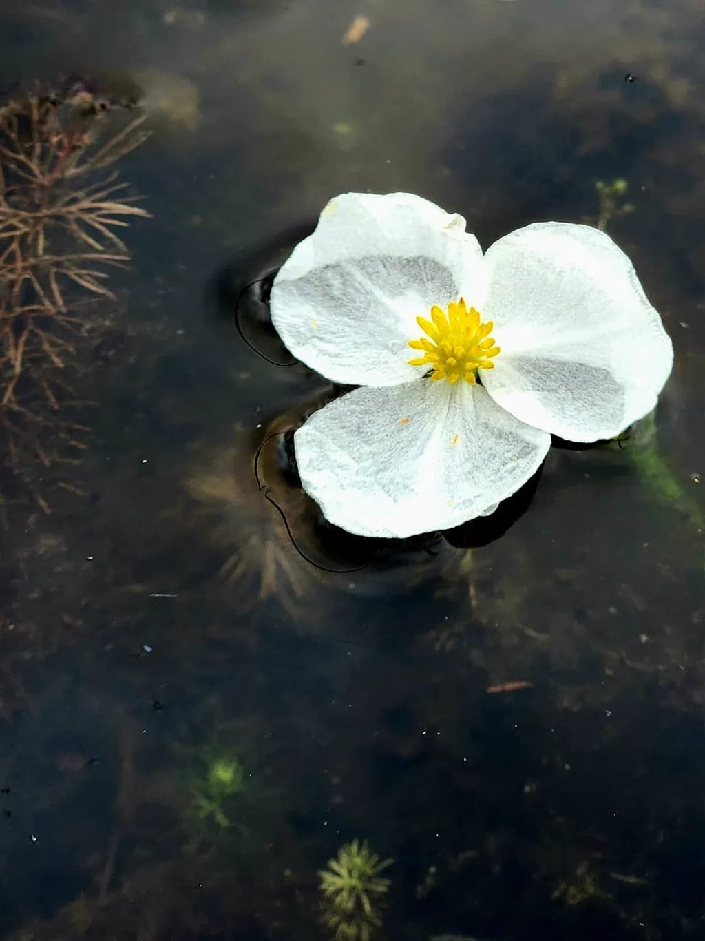 Floating Flower on Water