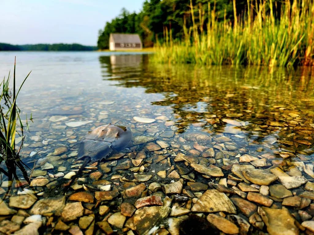 Lake Pebbles and Shoreline