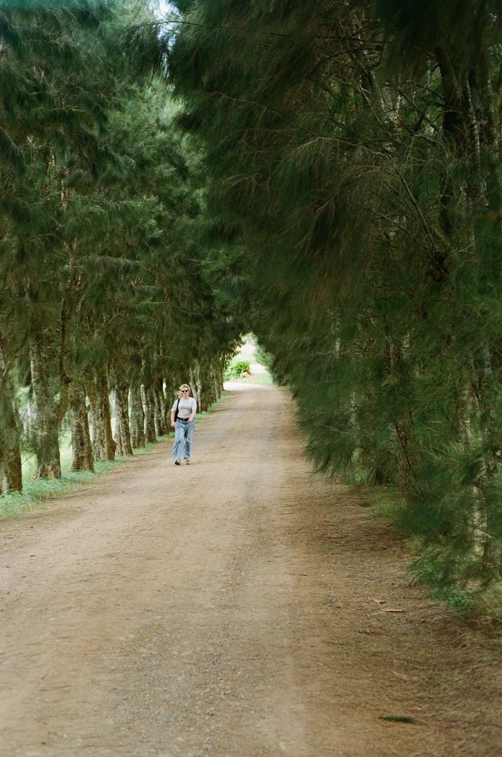 Tree-Lined Pathway