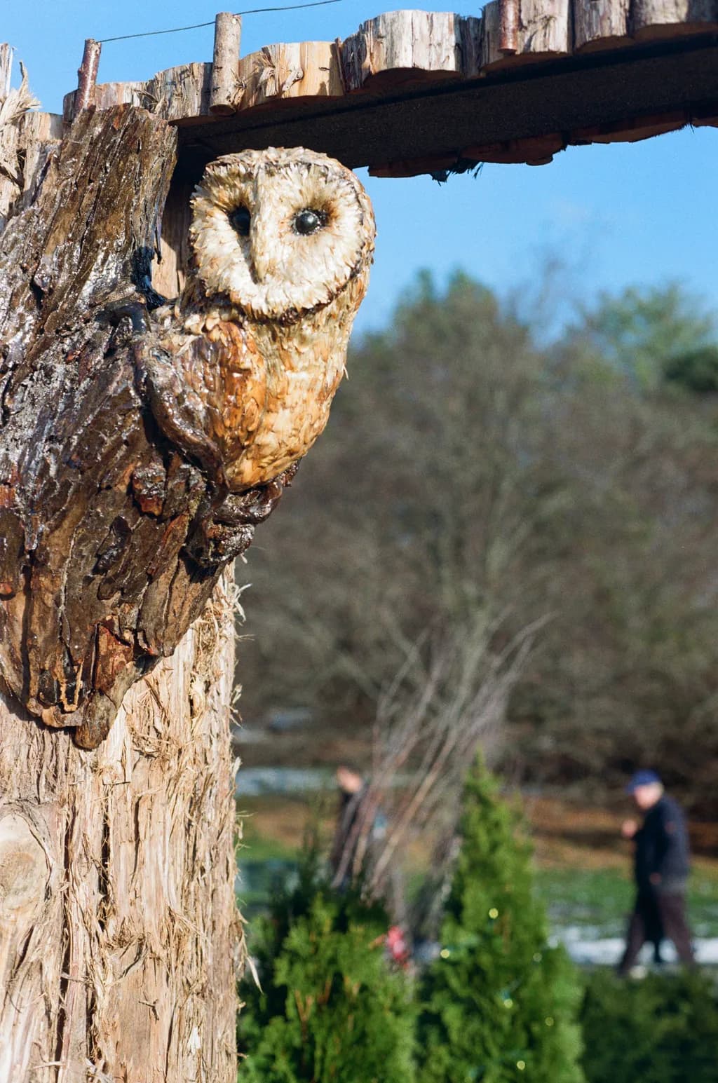 Owl on Tree Trunk