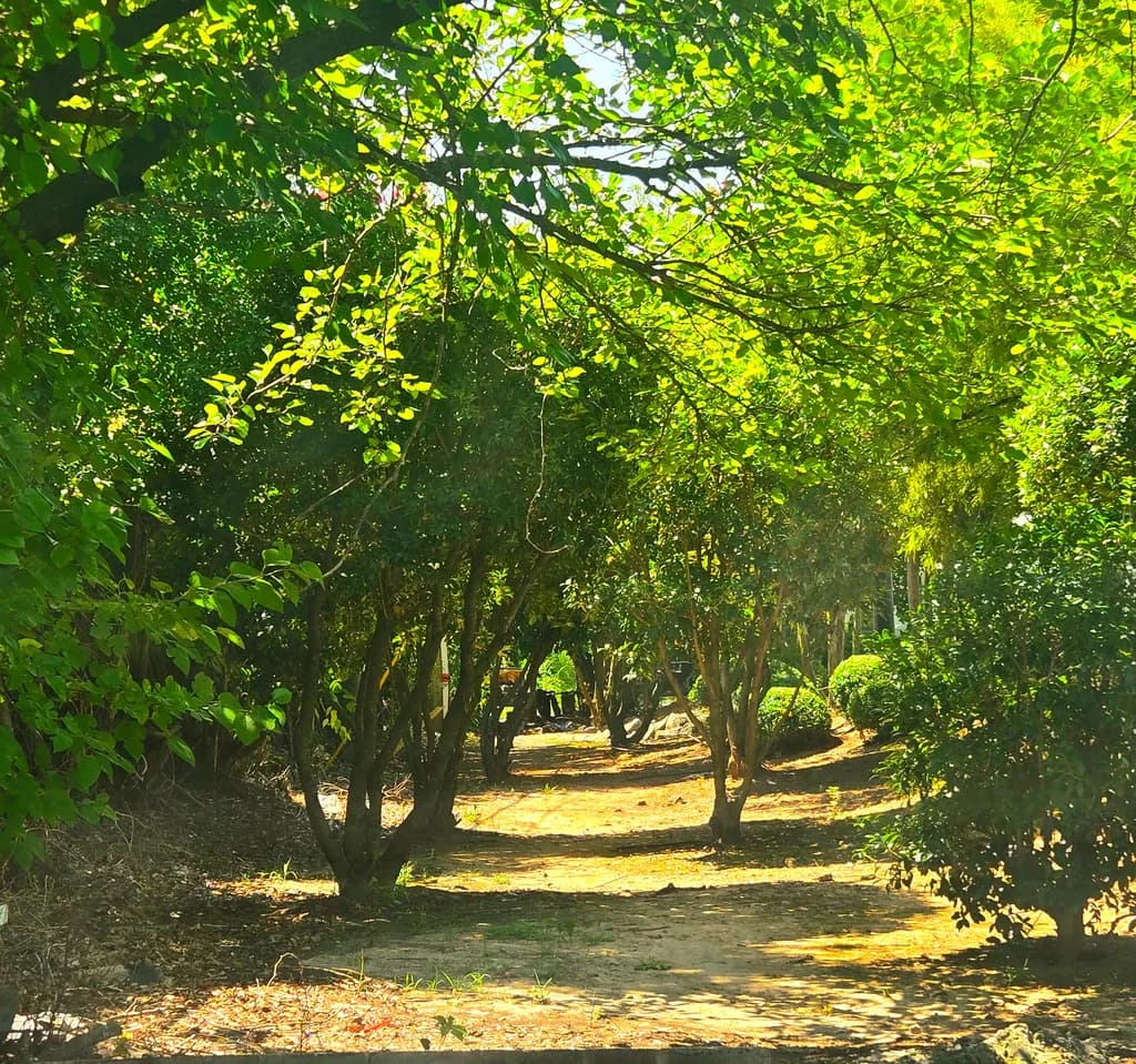Forest Path Light