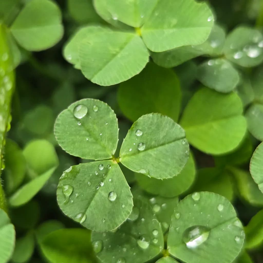 Clover Drops