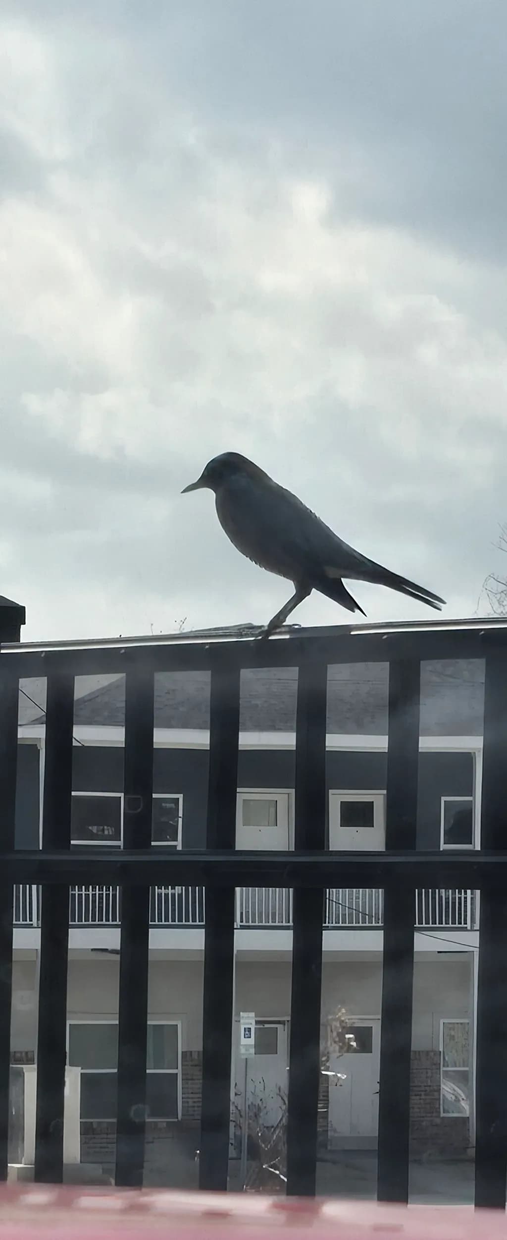 Inbound Bird on Railing